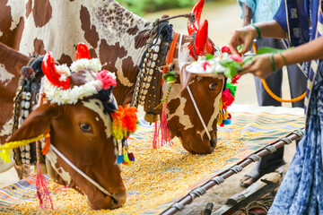 Indian Pola festival , ox festival.