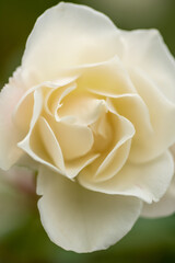 white rose close up