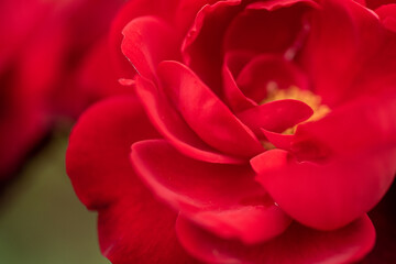red rose petals