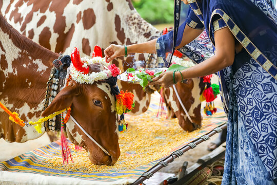 Indian women celebrating pola festival, pola is ox animal festival.