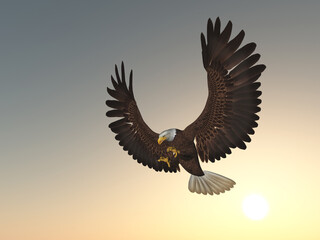 Seeadler bei Sonnenuntergang