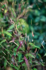 A dragonfly sits on a stalk. Maharashtra state. India.