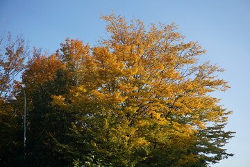 Fototapeta premium Herbstlaub
