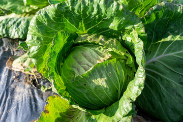green head cabbage in the garden