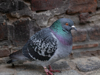 close up of a pigeon