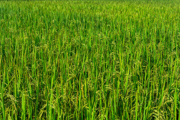 green Thai Jasmine rice in the field