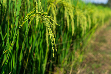 Fototapeta na wymiar ear Thai jasmine rice in the field