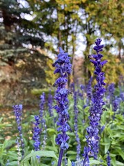 flowers in the garden