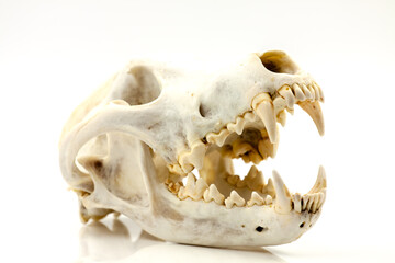 Skull of a trophy wolf