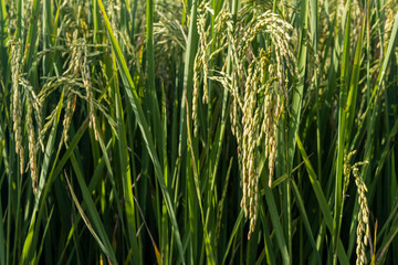 ear jasmine Thai rice in the field