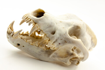 Skull of a trophy wolf