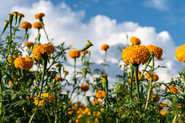 Fototapeta premium Group of orange color Marigold blooming
