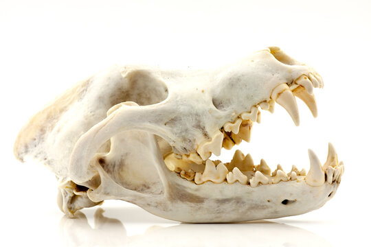 Skull of a trophy wolf