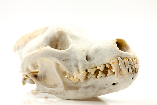 Skull of a trophy wolf