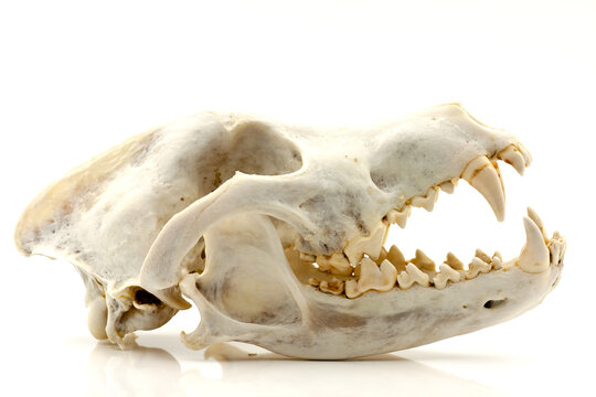 Skull of a trophy wolf