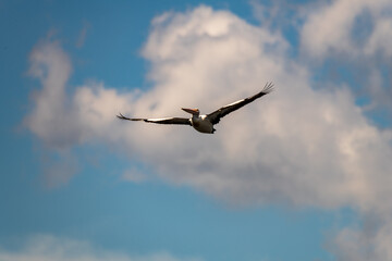 Puffy clouds and flying pelican