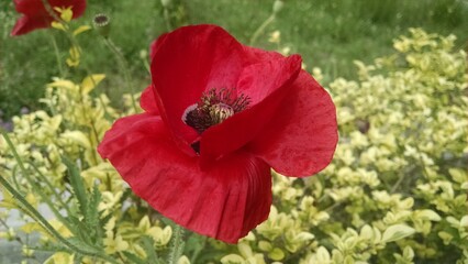 red poppy flower