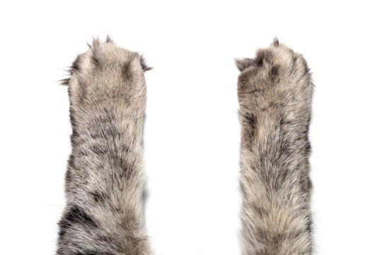 Cat's Paws on white background.
