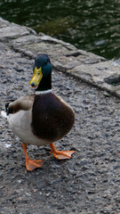 Beautiful duck on the lake in autumn