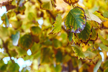 Dry yellow leaves on tree branch, close up, soft selective focus. Mid autumn.