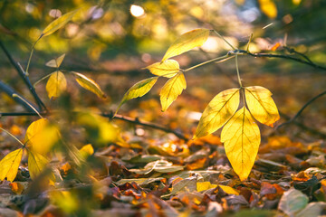 October mood. Yellow leaves on tree branch, close up, soft selective focus. Mid autumn.