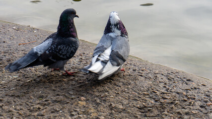 Two pigeons coo on the shore of the lake