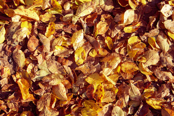 Fallen yellow foliage on ground. Season change concept. Autumn mood.