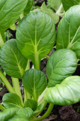 chou pak-choi tatsoi spoon