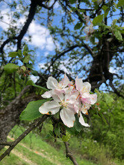 Obraz premium tree blossom