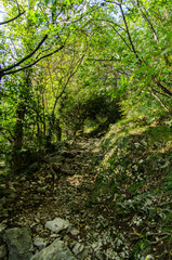 ścieżka w Dolomitach