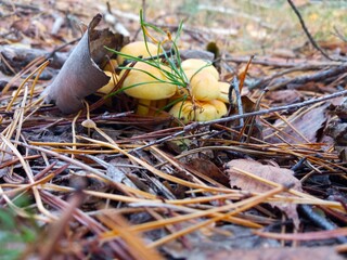 autumn in the forest