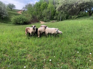 Obraz premium sheep in the field