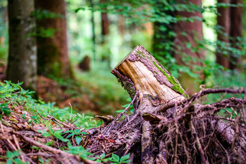 tree at a forest