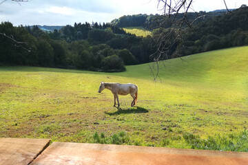 a single white horse on countryside 