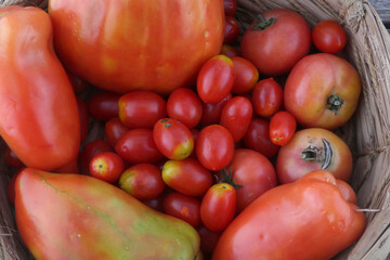 diferent tipes of tomatoes, cherry and others as healthy natural food