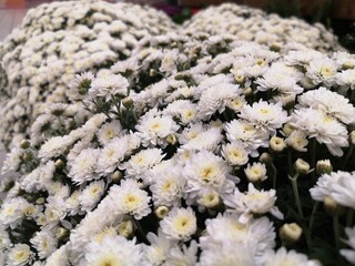 Manto de flores blancas en jardín,España