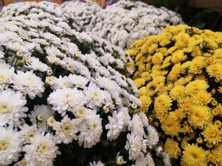 Manto de flores blancas y amarillas en jardín,España