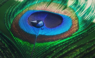 Naklejka premium peacock feather close up