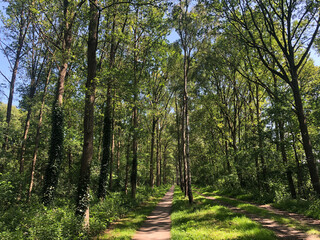 Bicycle path through the forest around Heemserveen