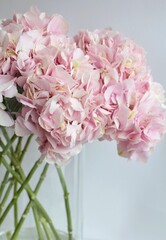 pink carnation flowers