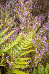 Green fern plant over blooming purple heather flowers in Germany.  © Kari