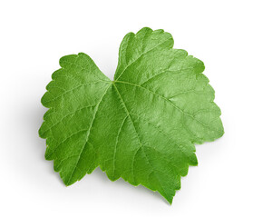 Fototapeta premium Grape leaf isolated on white background with clipping path and full depth of field. Top view. Flat lay