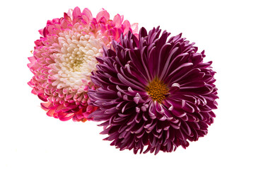 chrysanthemum flower isolated
