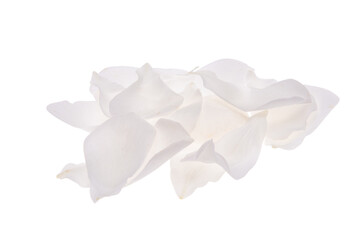 white rose petals isolated