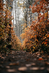 Autumn forest scenery with road of fall leaves & warm light illumining the gold foliage. Footpath in scene autumn forest nature. Vivid october day in colorful forest, maple autumn trees road fall way