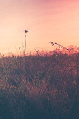 Tall retro style landscape with dry wild plants on the beach