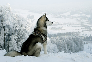 Young siberian husky on a walk with a dog harness, standing on a top of a hill and looking at a winter landscape with snow covered trees and meadows.  © To Studio