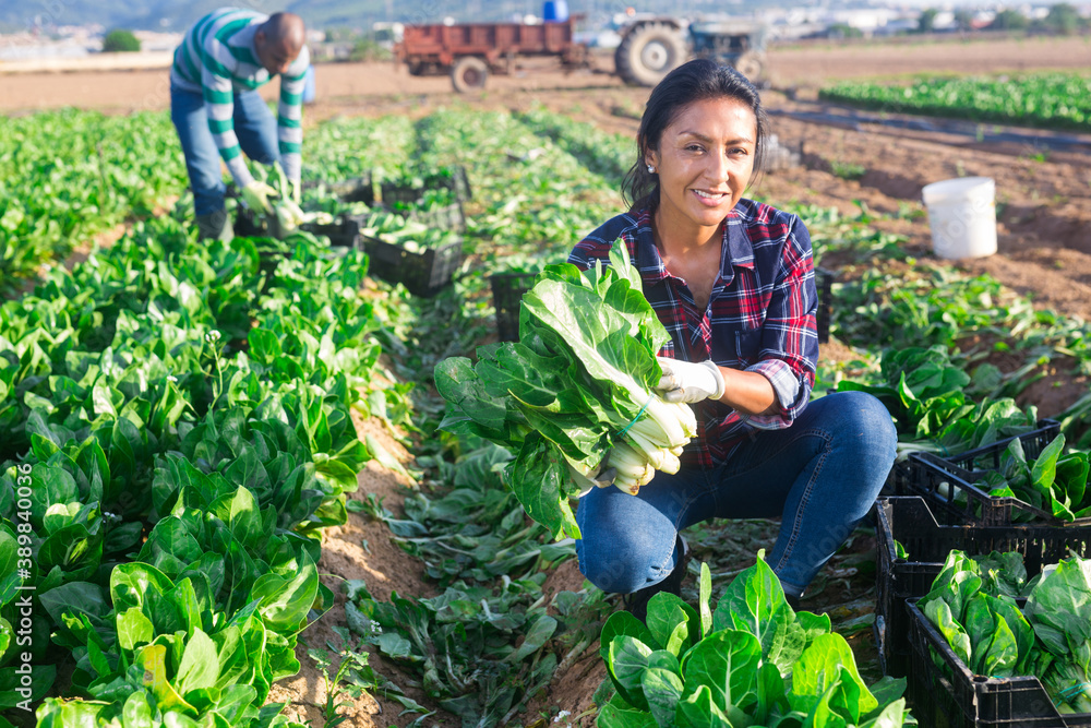 Wall mural portrait of young adult latino female worker harvesting green leafy vegetables on field