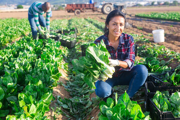 Portrait of young adult latino female worker harvesting green leafy vegetables on field