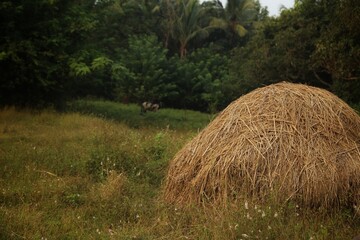 Haystack. Sunset. Maharashtra state. India.